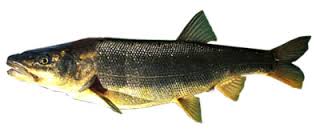 Northern Pike Minnow